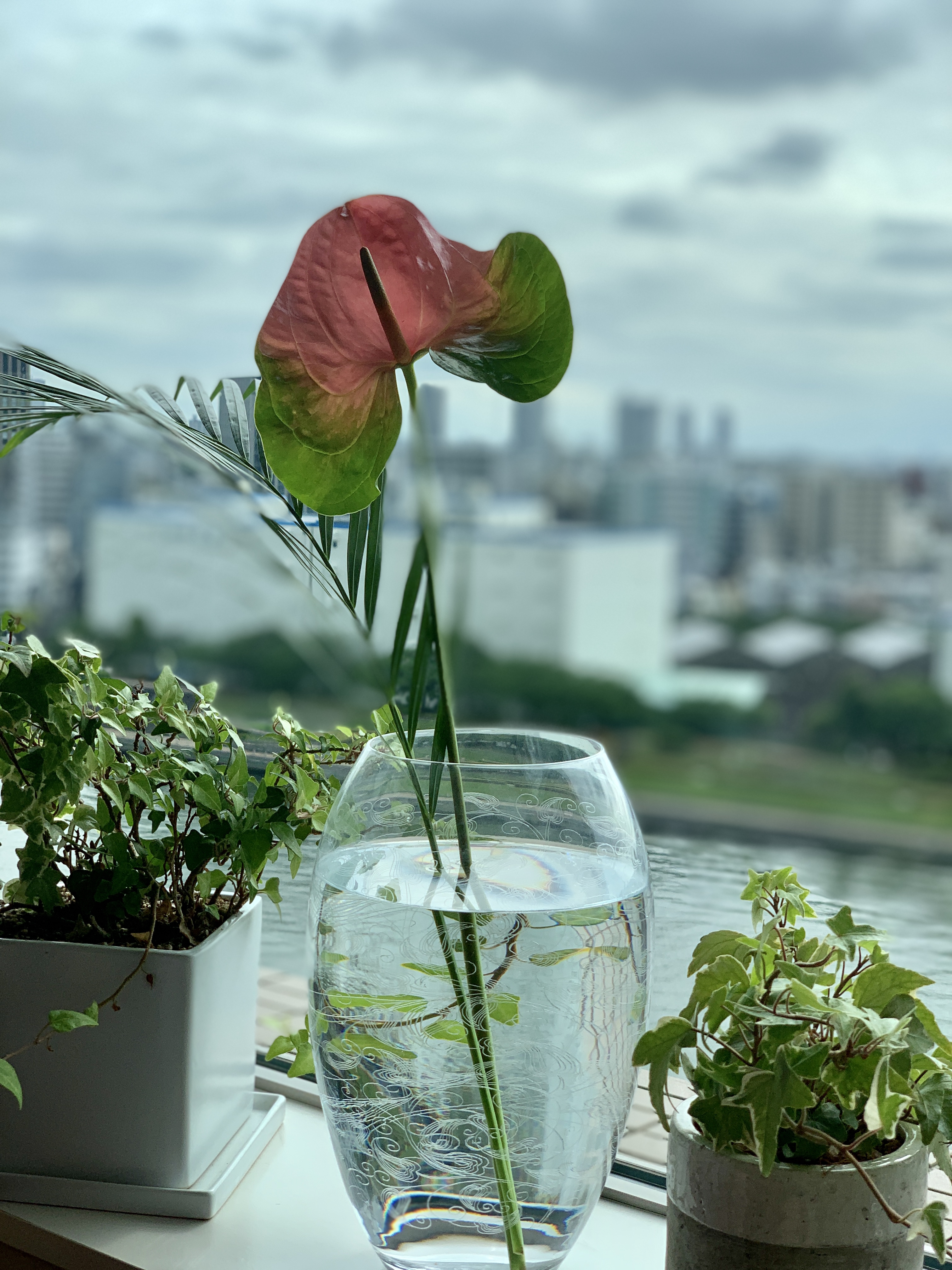 南の島の花たちで気持ちよく💐