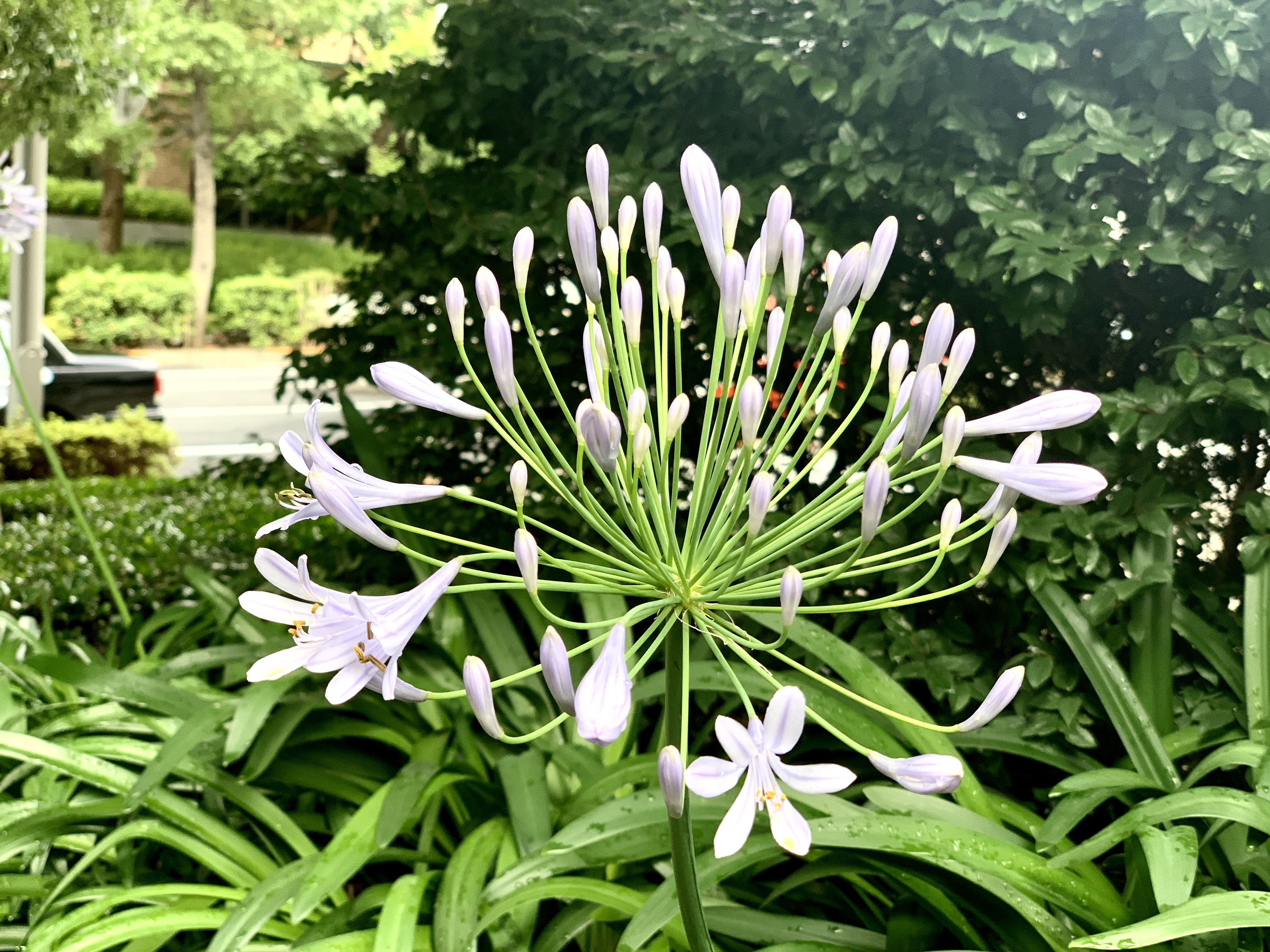 愛の花・アガパンサス咲き始めました！