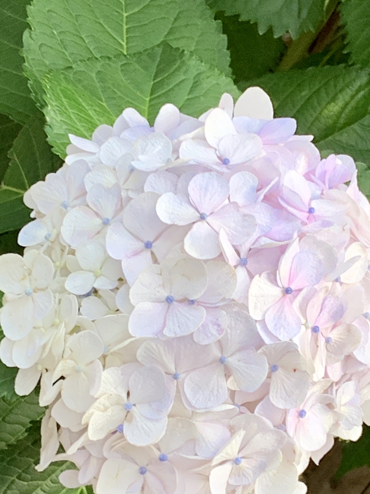 まだまだ紫陽花が楽しい💐