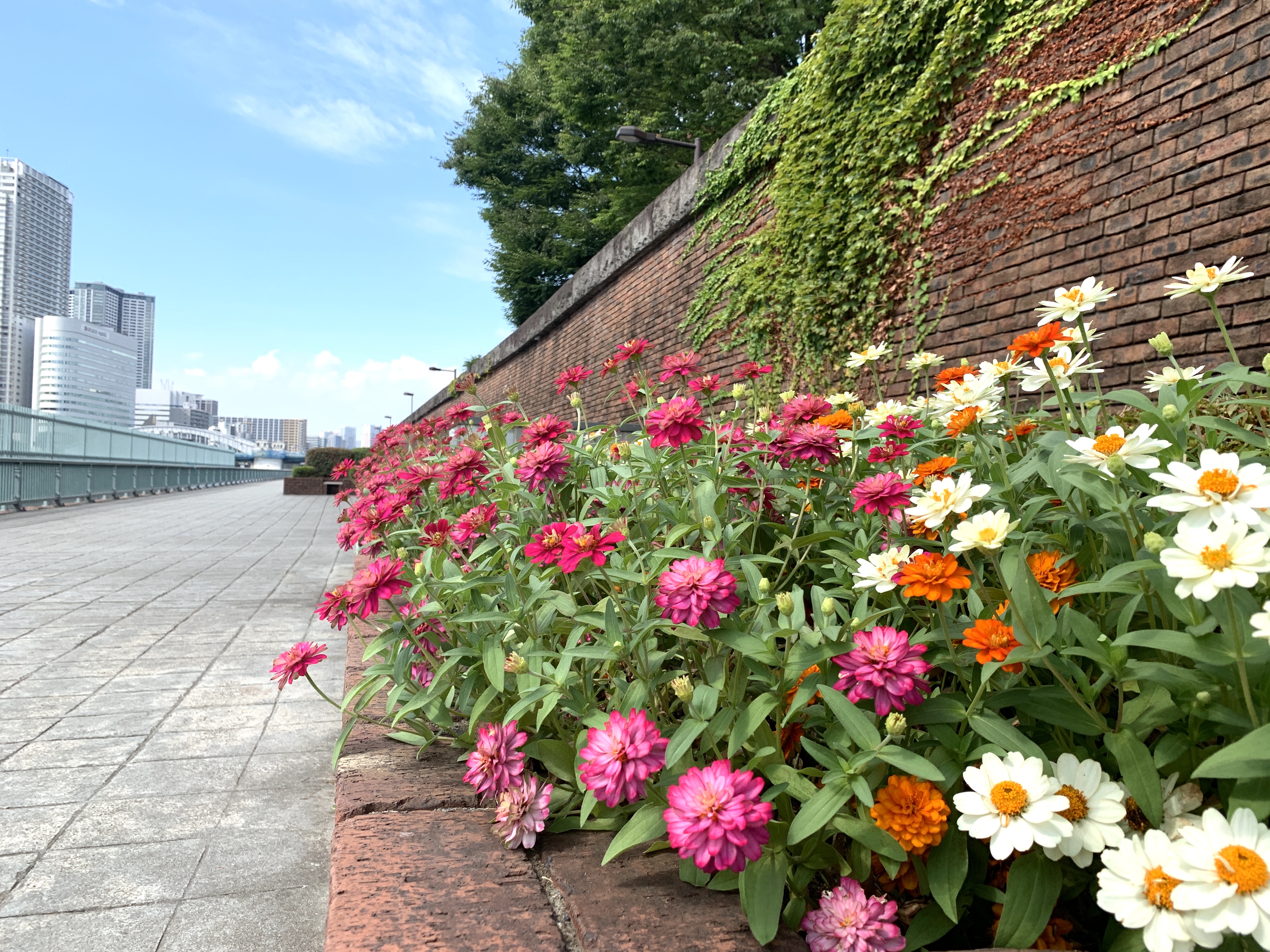 朝ラン・その2🏃‍♀️佃大橋〜勝鬨橋コース