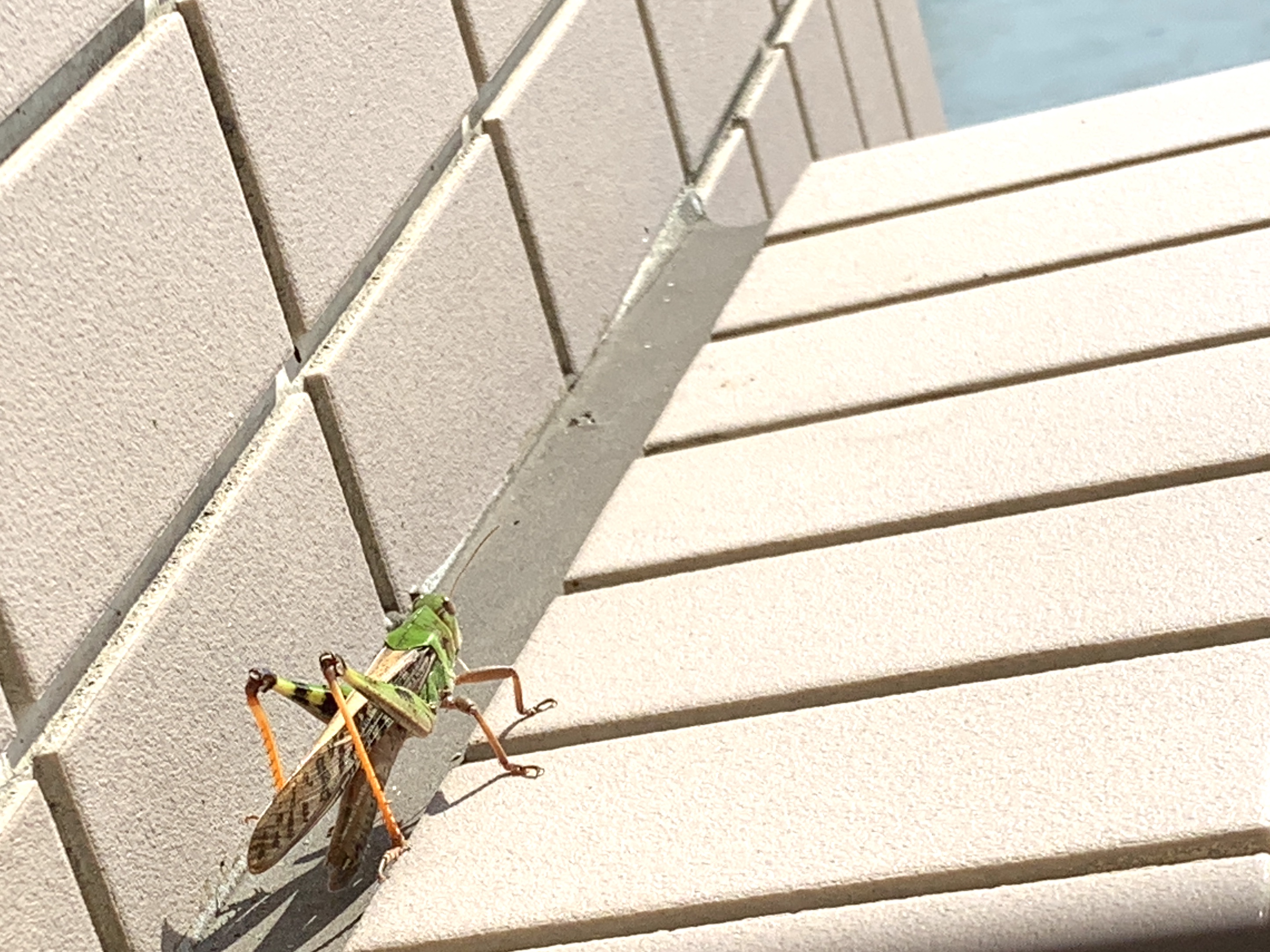 幸運の予兆「バッタ」