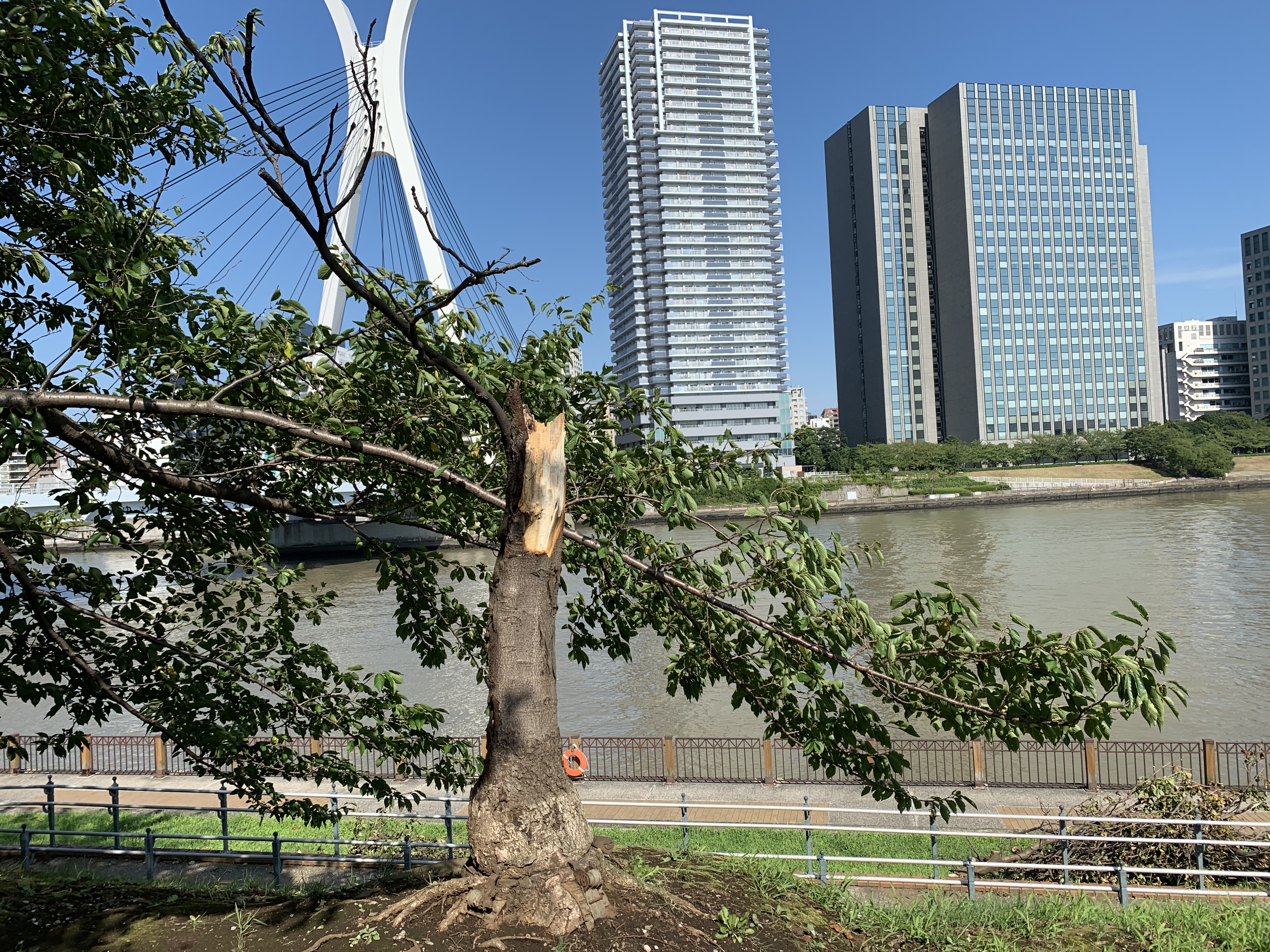 台風の爪痕🌪