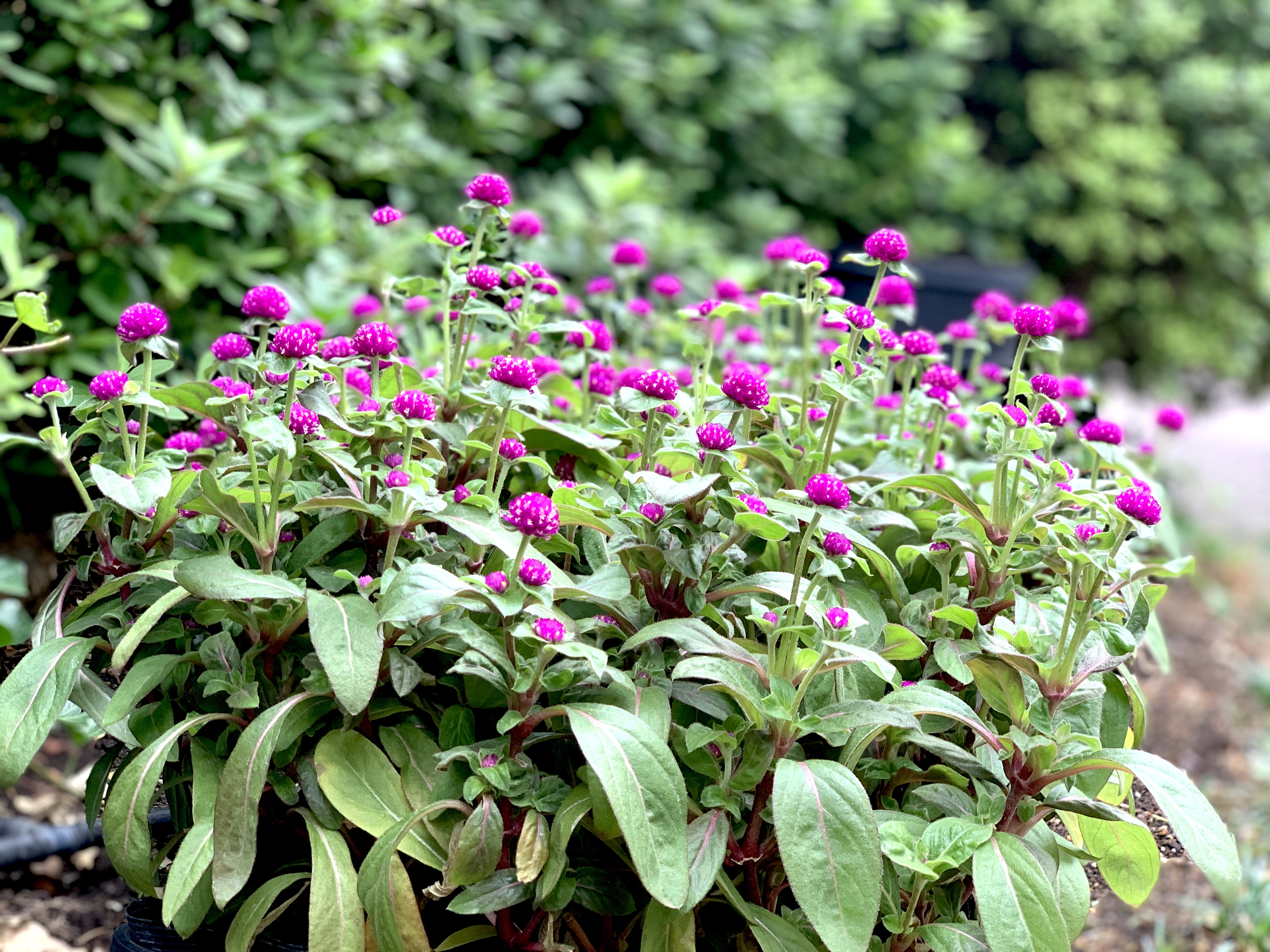 イングリッシュガーデン植替え中💐