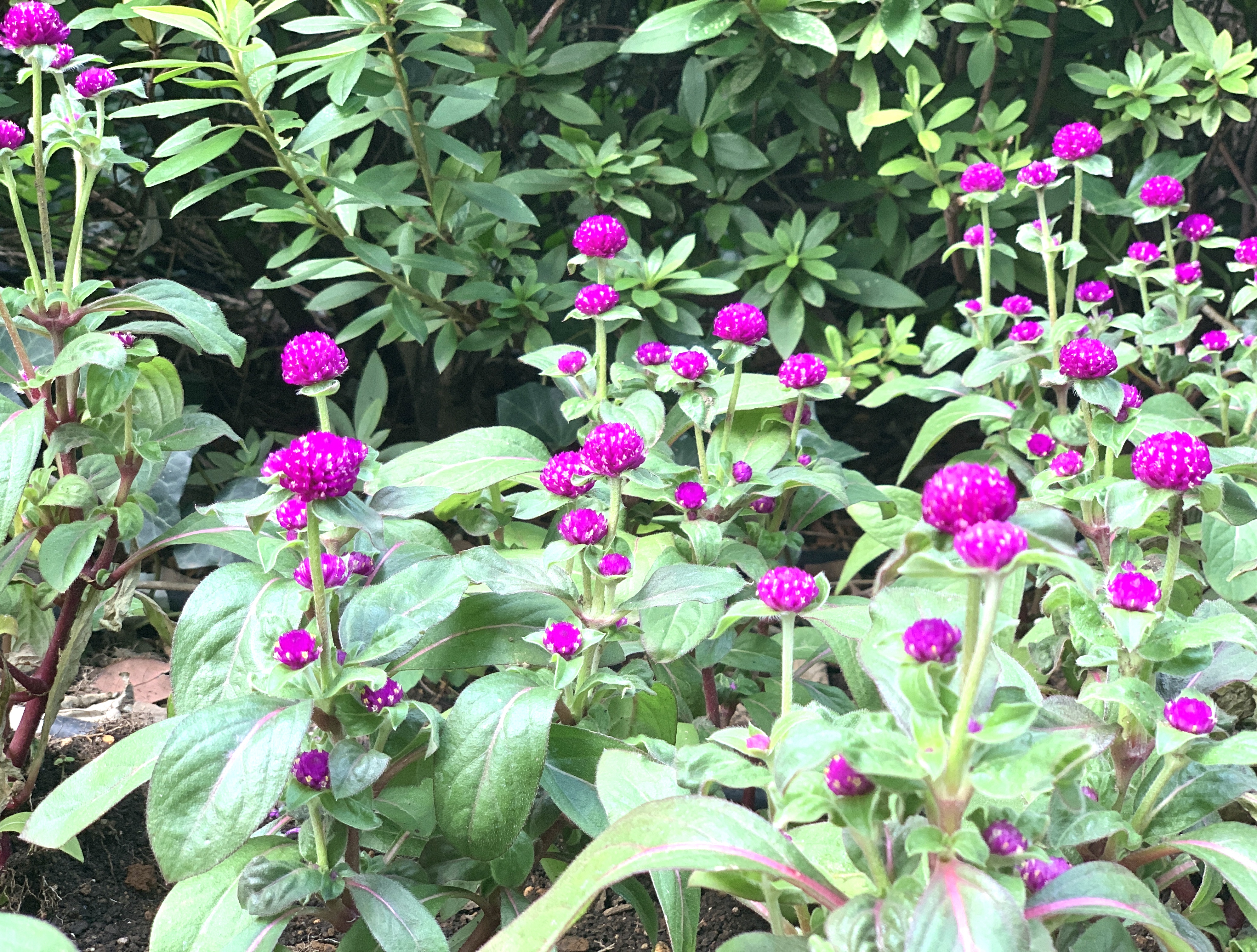 秋の小花のイングリッシュガーデン💐