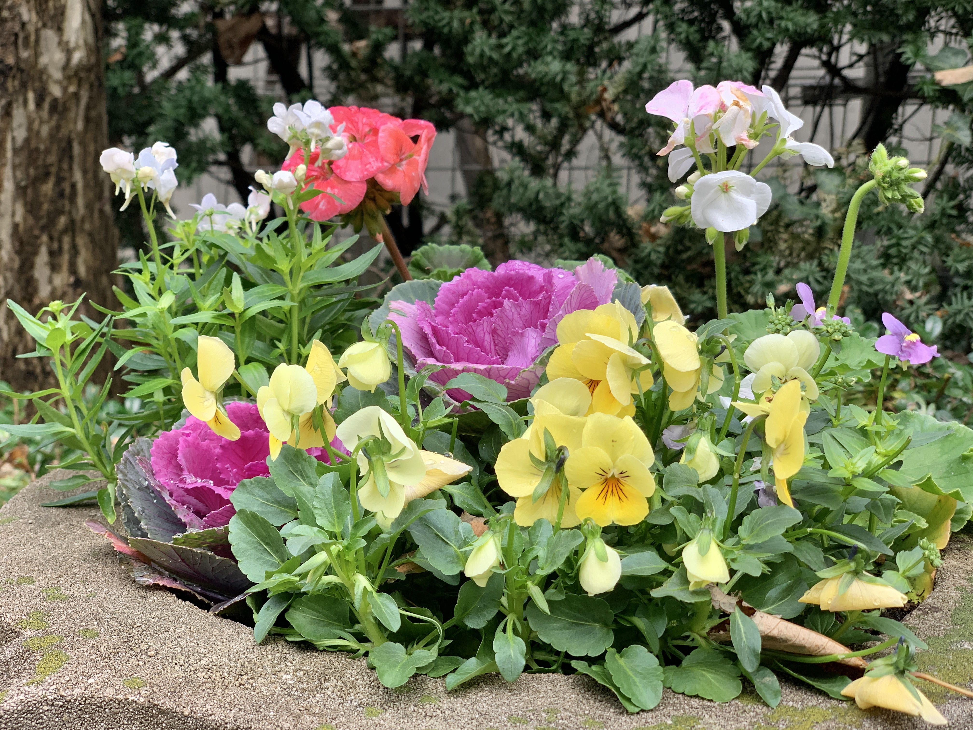 雨上がりのイングリッシュガーデン💐