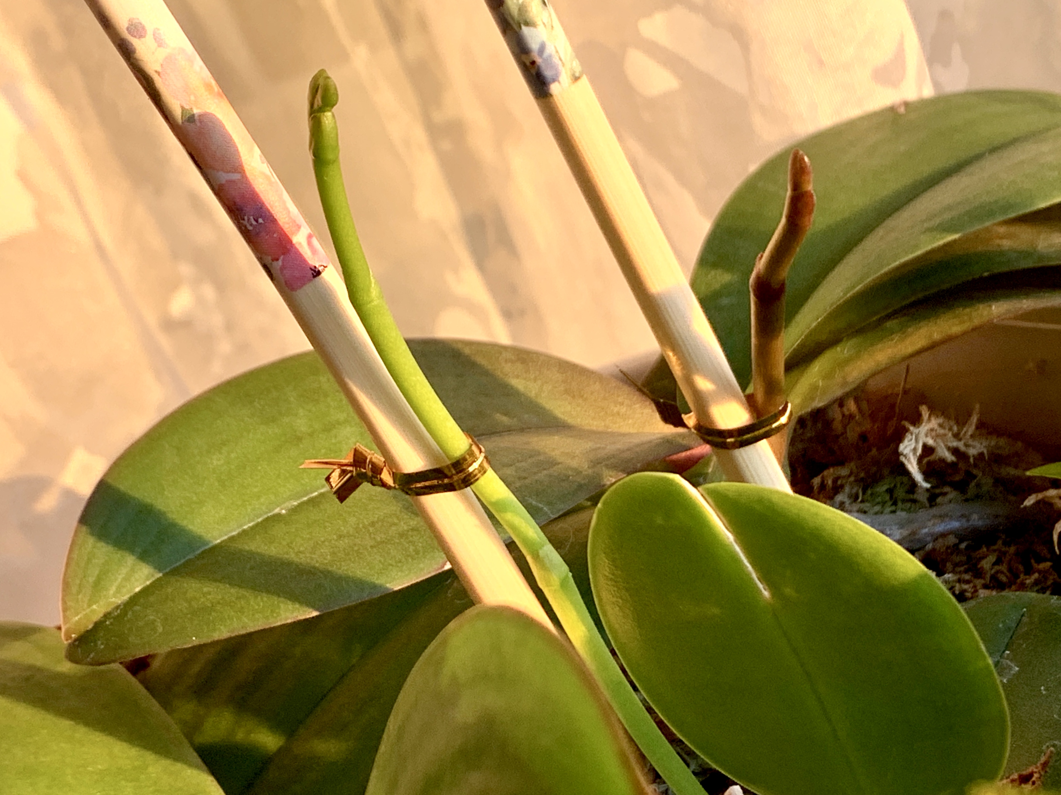 朝陽を浴びて蘭の花茎🌱