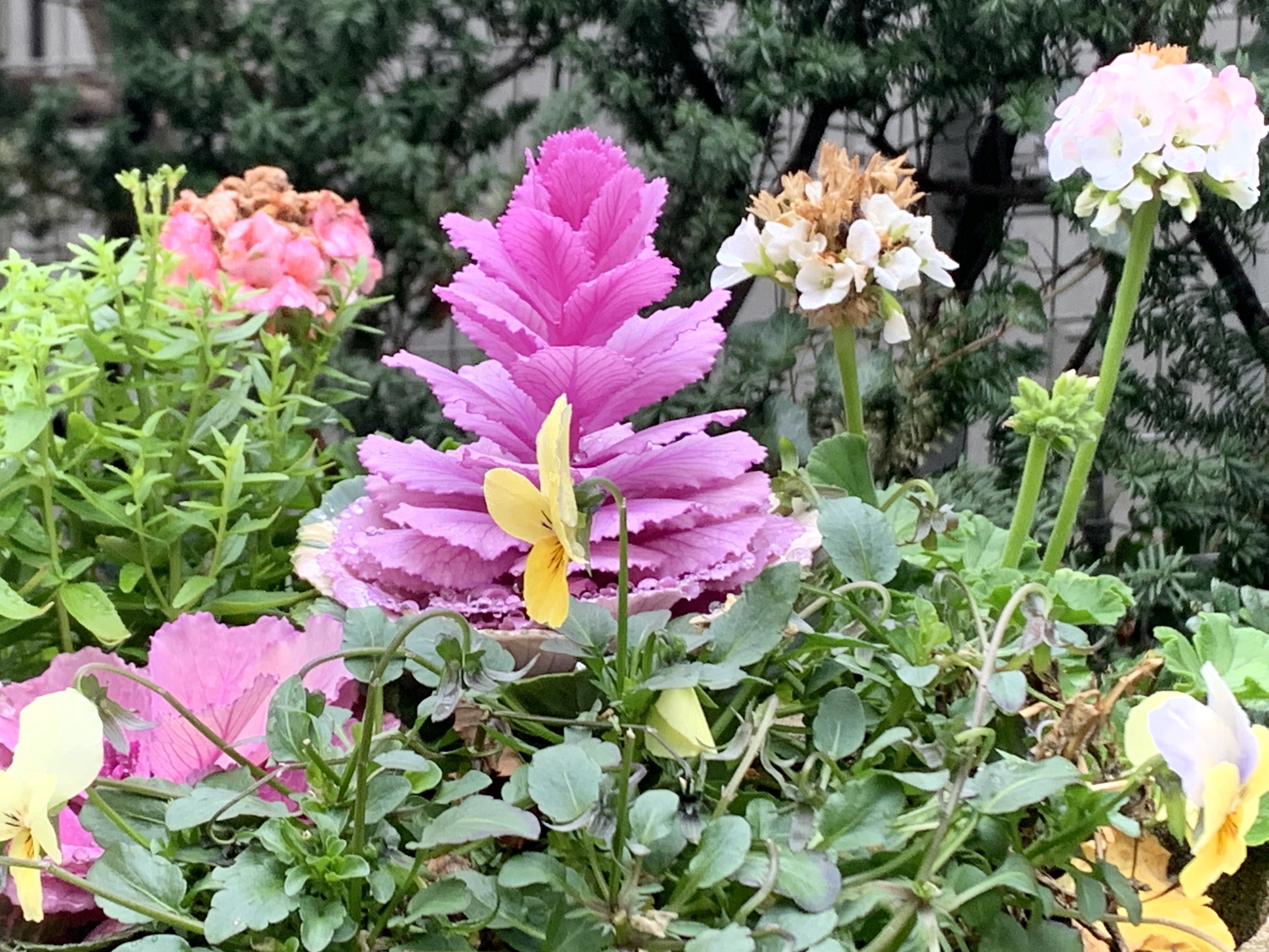 育ってますイングリッシュガーデンの葉牡丹💐