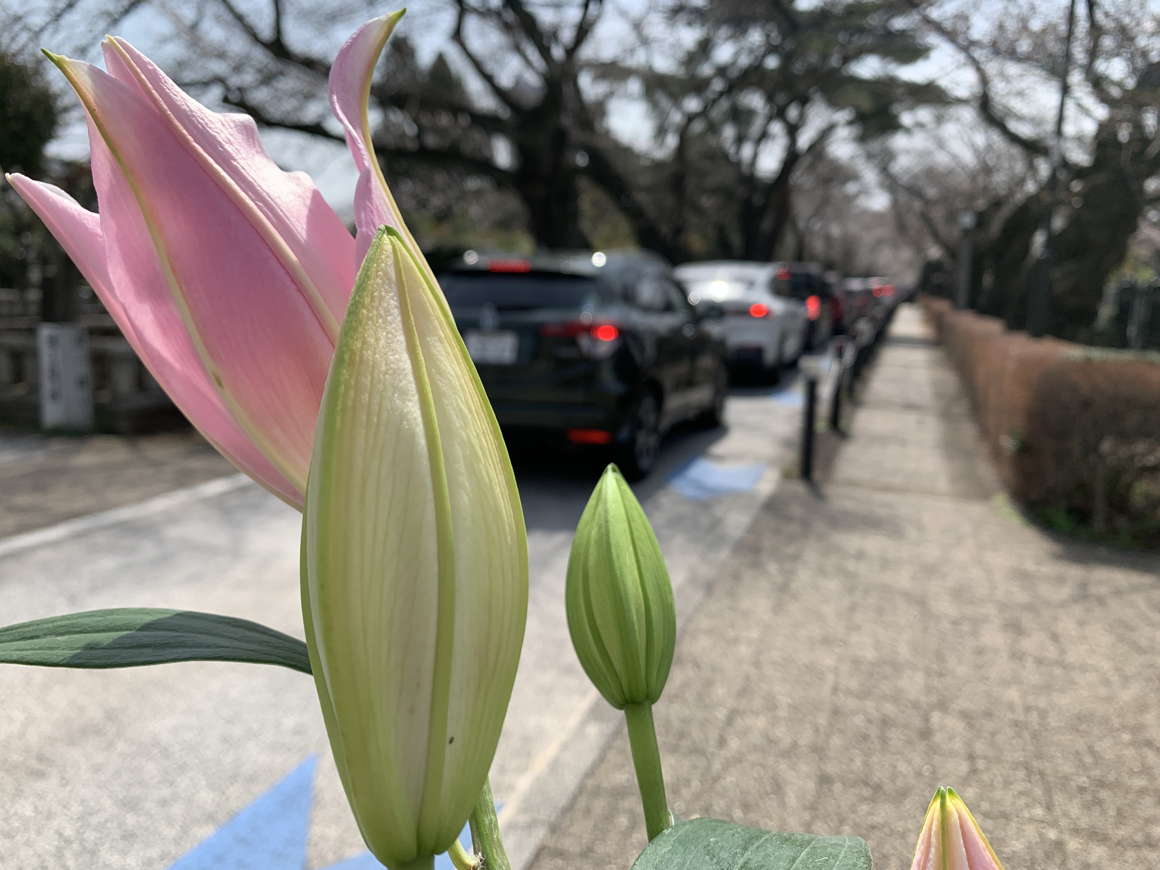 青山墓地は大渋滞🚗