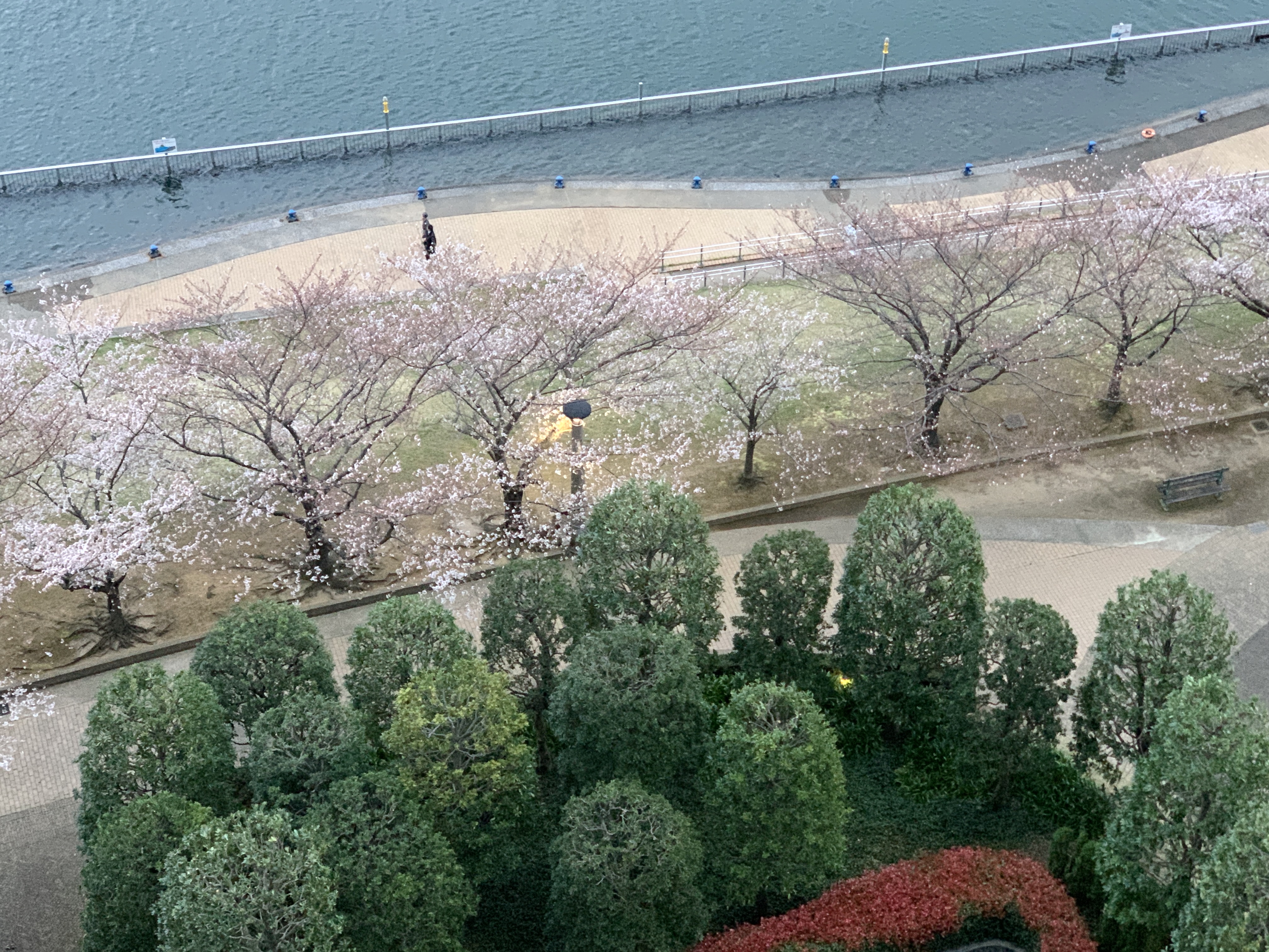 早朝から桜の遊歩道「愛と感謝」