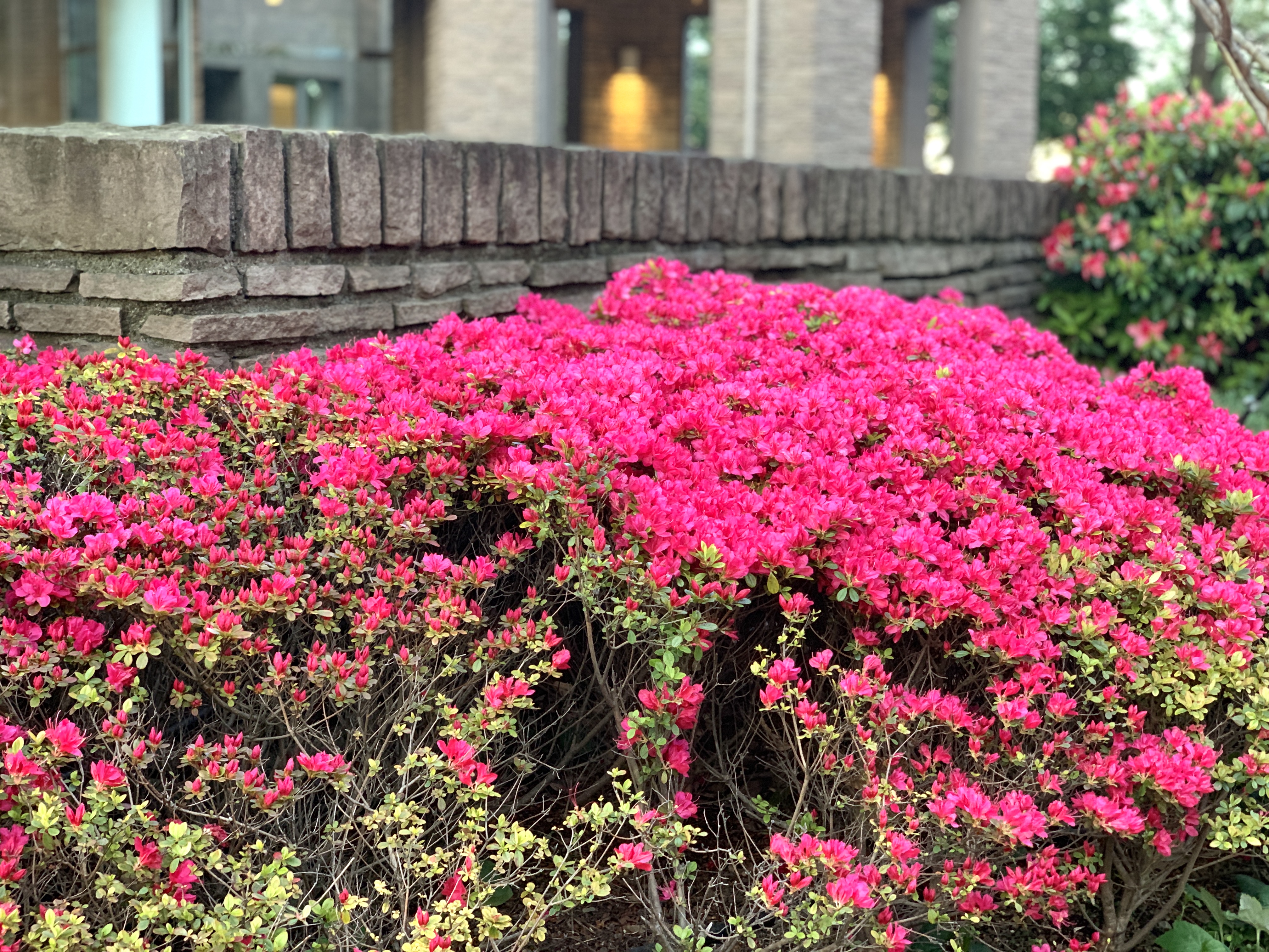 💐🌸イングリッシュガーデンは花盛り🌸💐