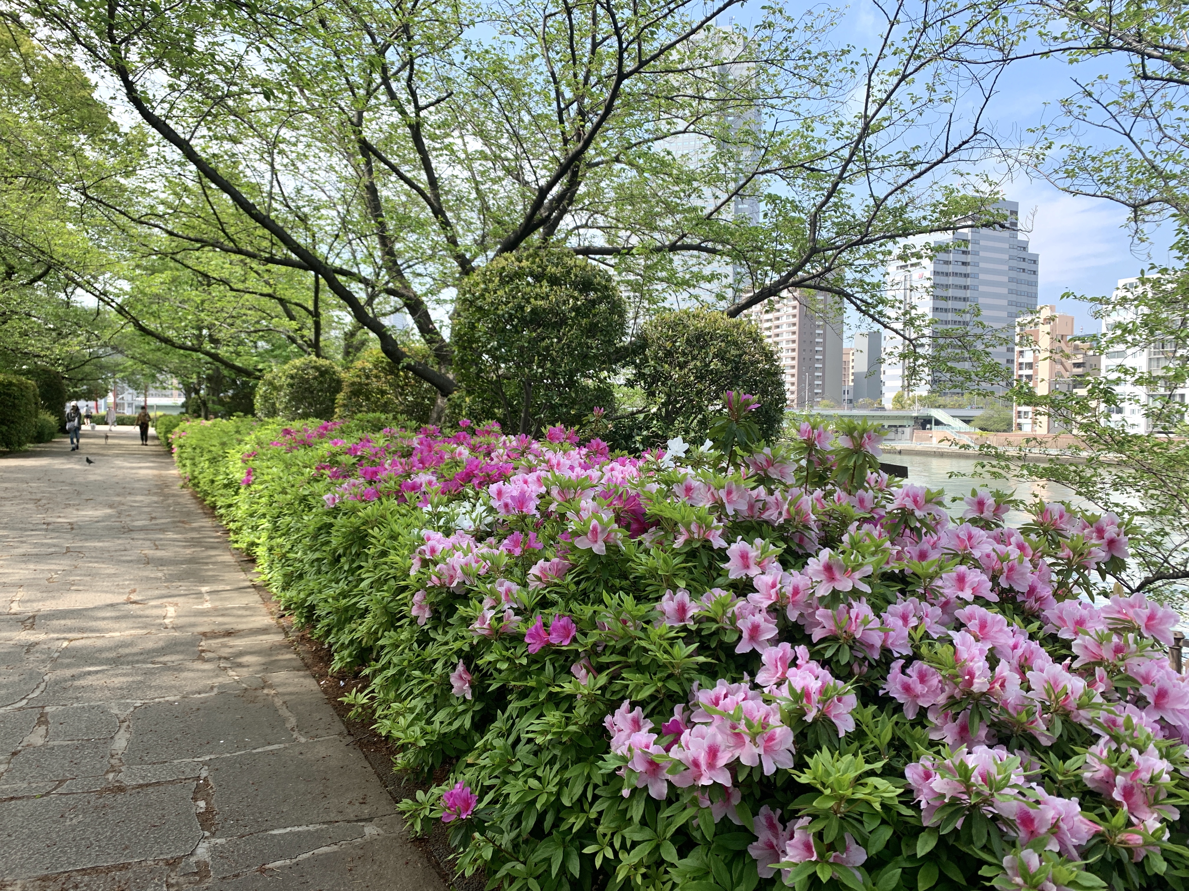 木立を抜けて川を眺めて徒歩通勤🏃‍♀️