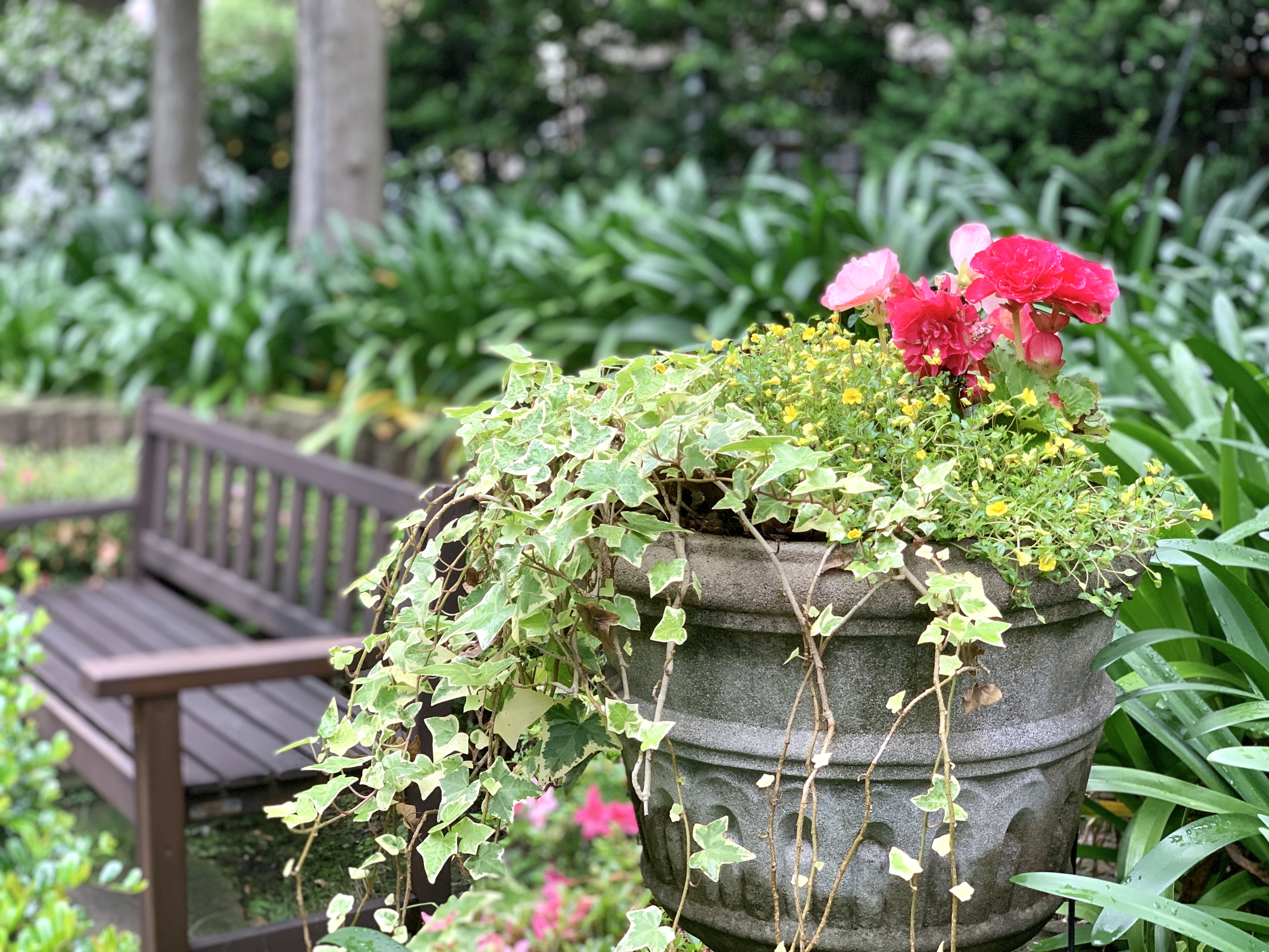 💐イングリッシュガーデン植え代わりました💐