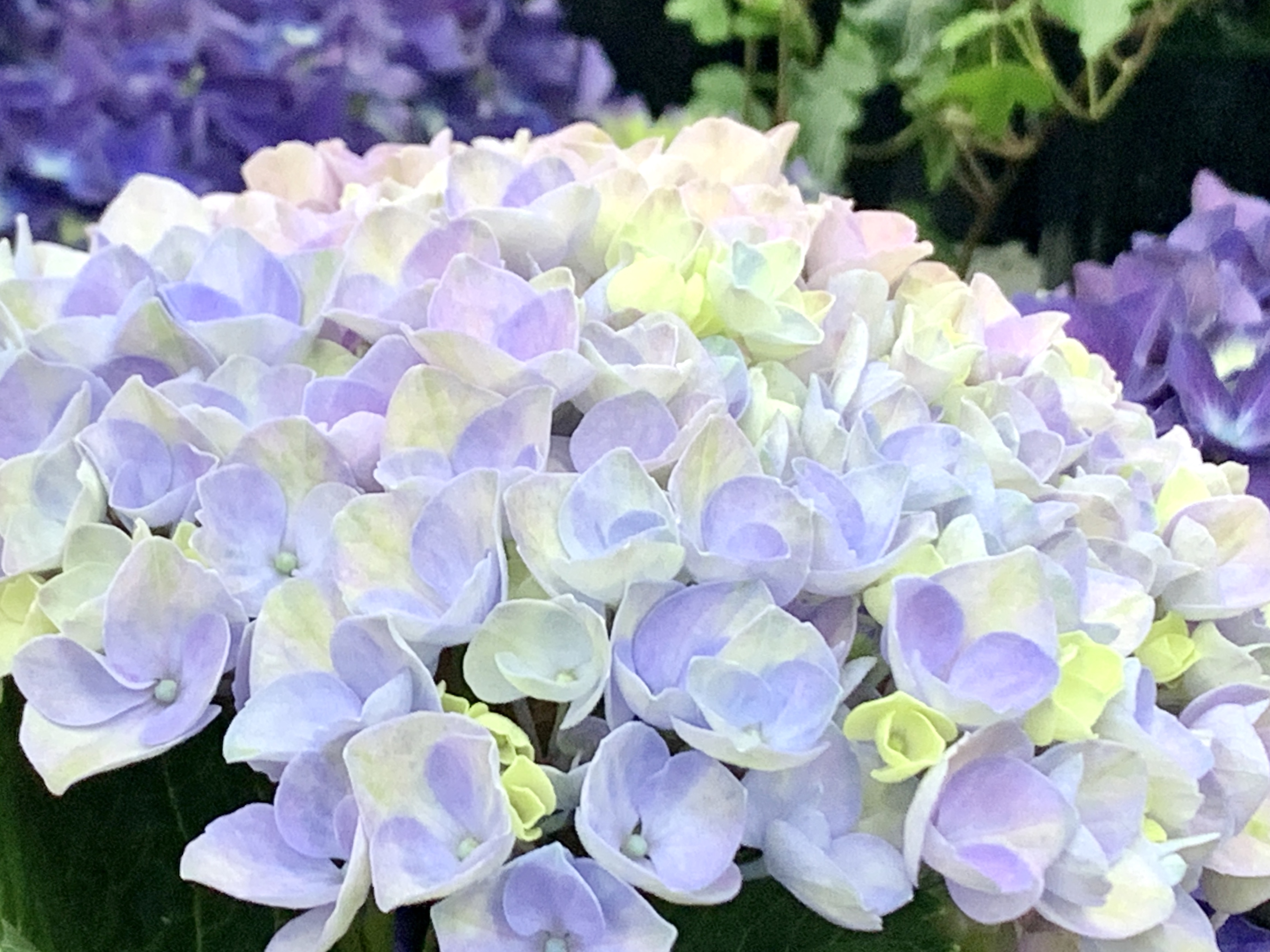 今年の紫陽花は色彩豊富💐