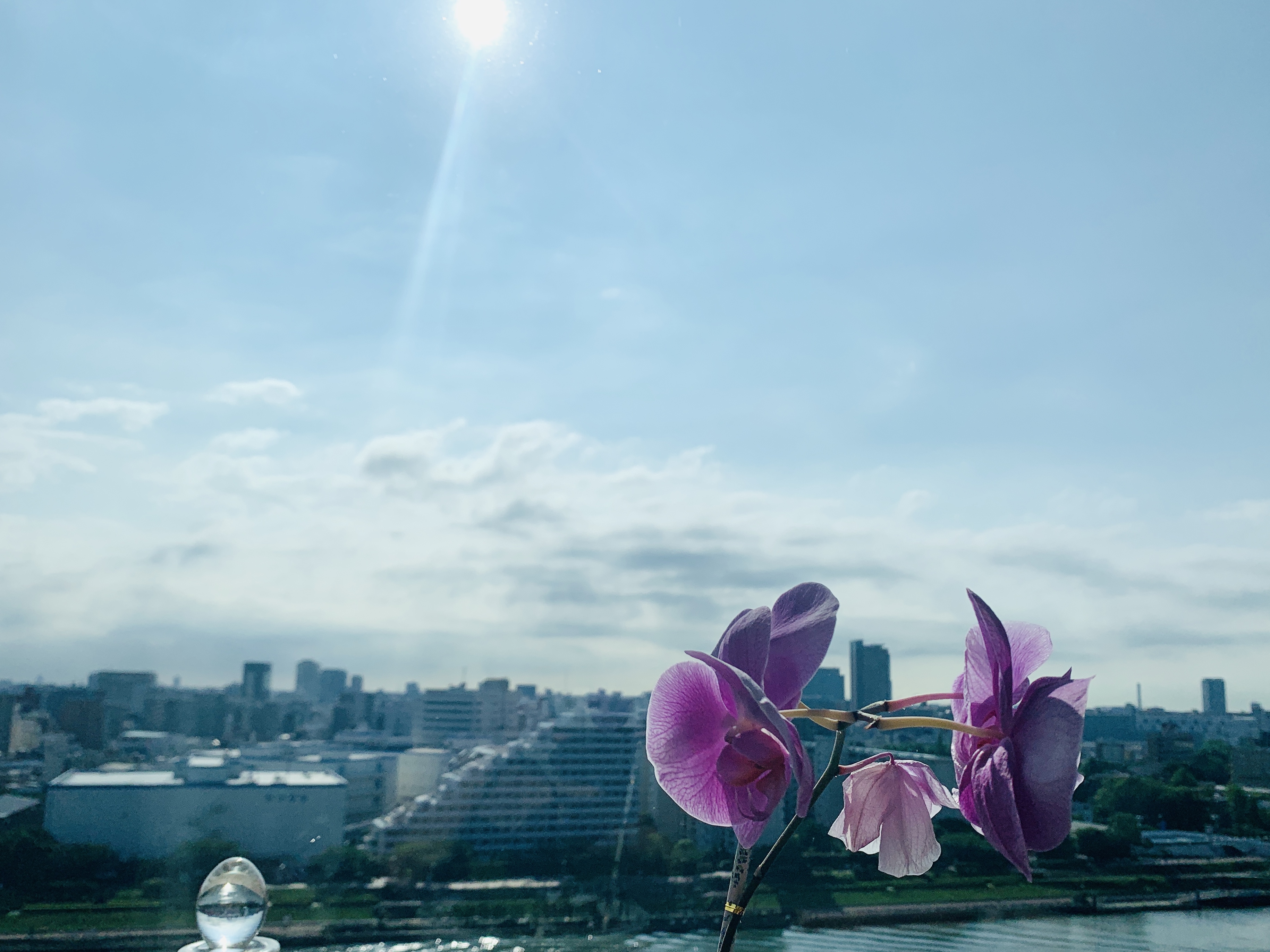 驚異の生命力・４ヶ月咲き続けている蘭💐