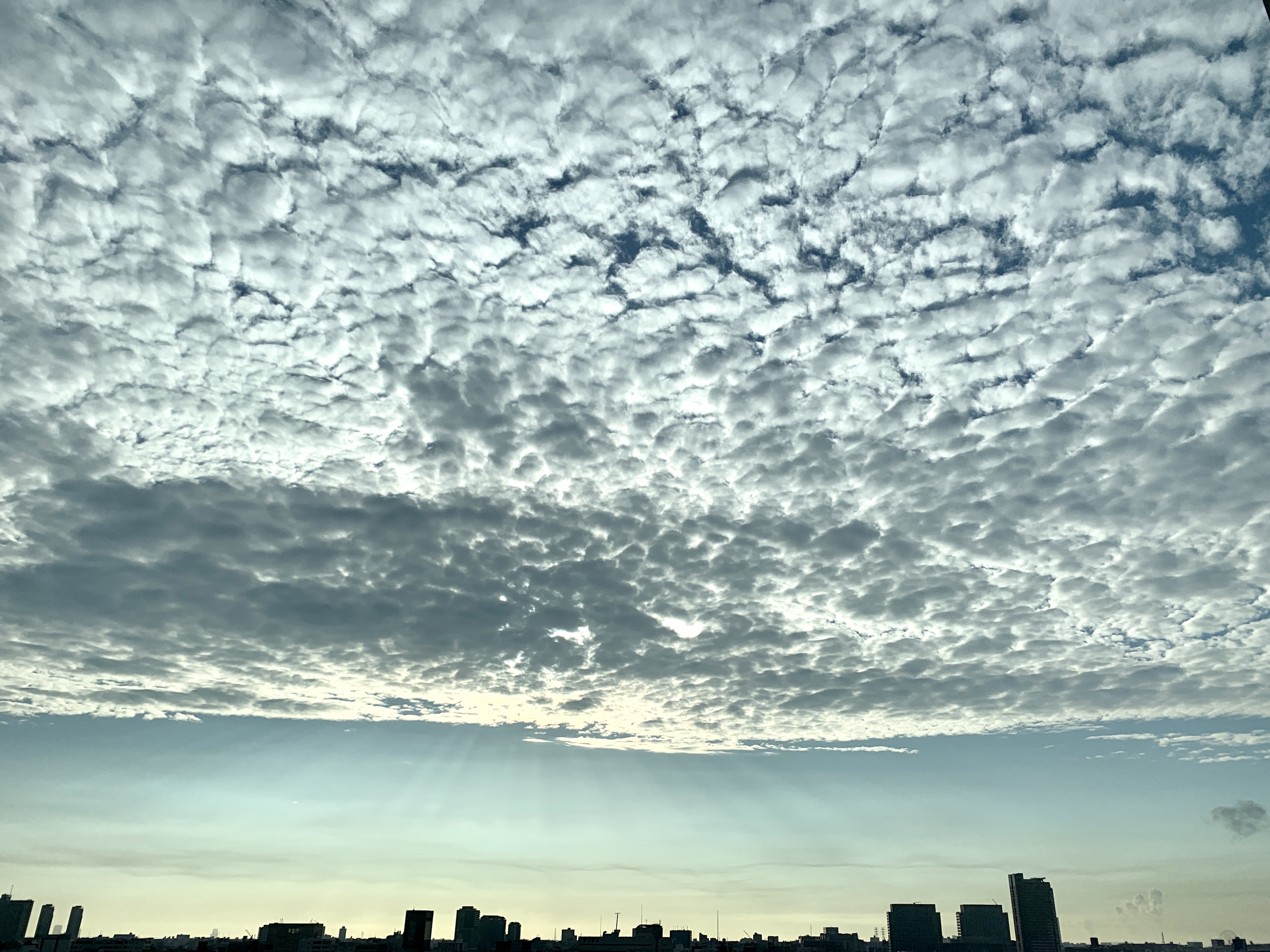 朝から蝉が大合唱・夏夏夏☀️