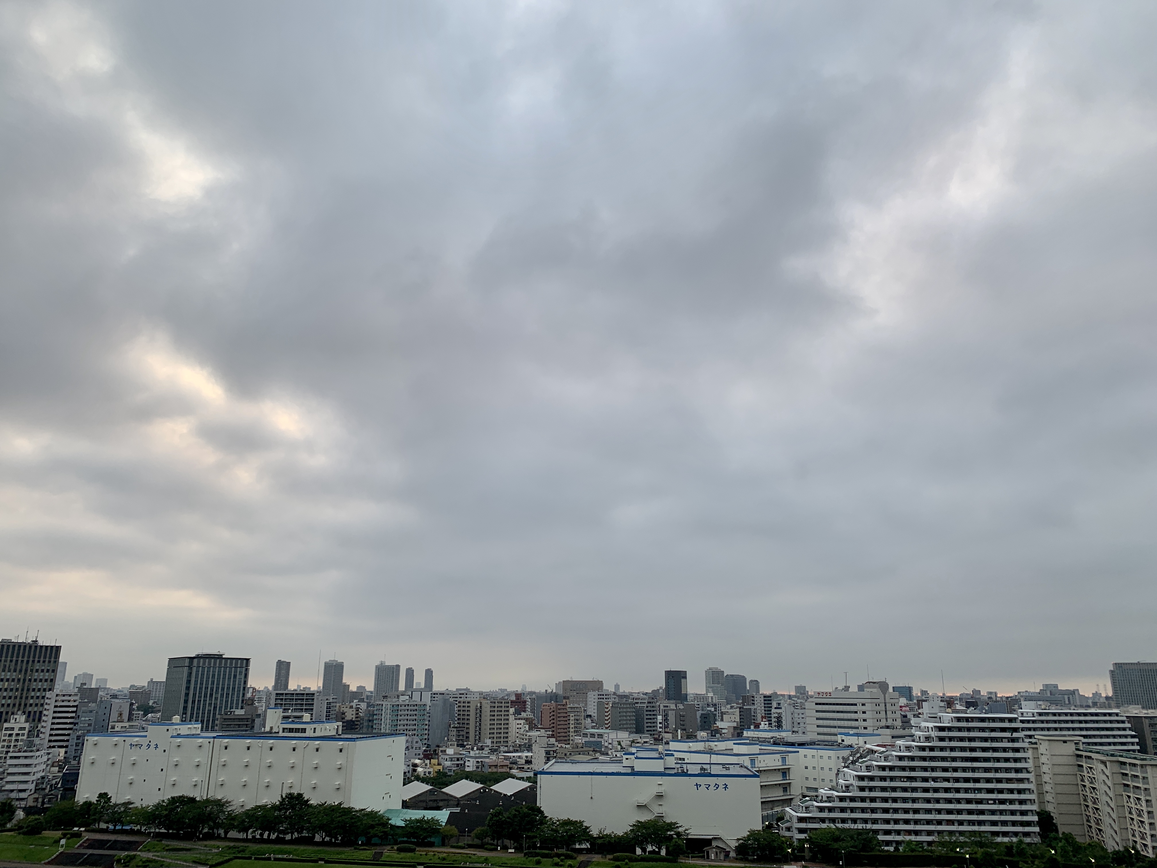 朝から蝉が元気「良いことを思えば良い現実」☀️