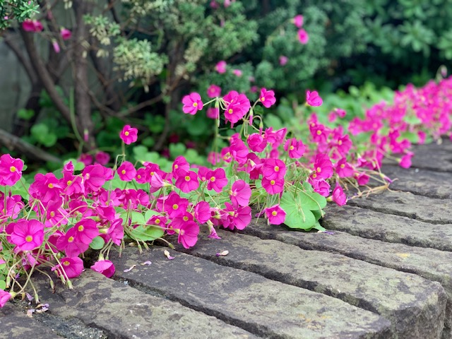 イングリッシュガーデン秋の小花でいっぱい