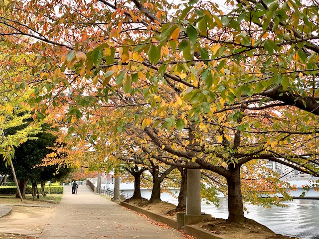 紅葉を眺めながら徒歩通勤