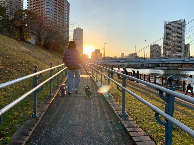 太陽に向かってお散歩