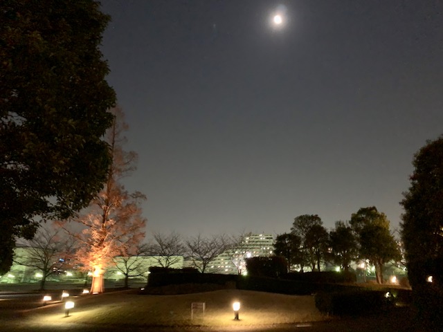 都会のオアシス・穏やかな夜