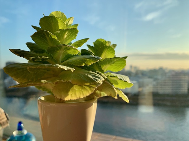 朝陽を浴びて輝く花々