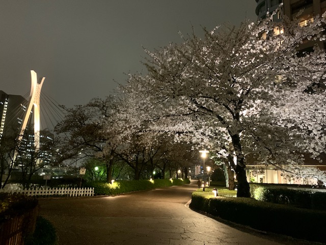 やっと時間が取れて夜のお散歩