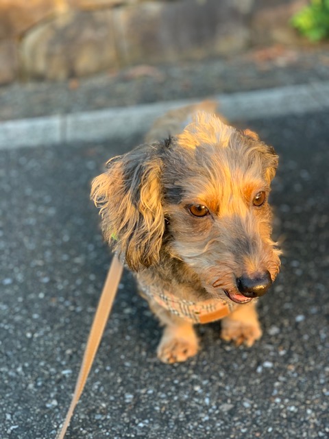 まーちゃんのモヒカンヘアー