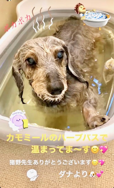 だなちゃんハーブバスでいい気持ち