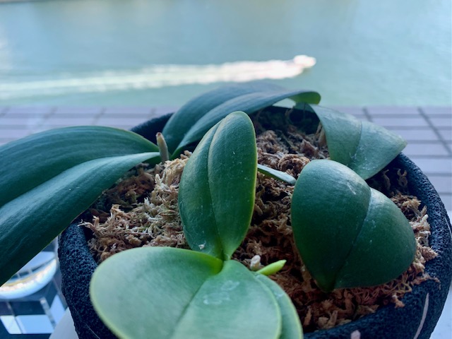 植物のパワーって素晴らしい「蘭の花芽」