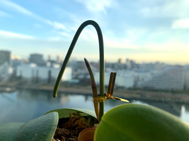 朝陽を浴びてもう一本蘭の花茎が！