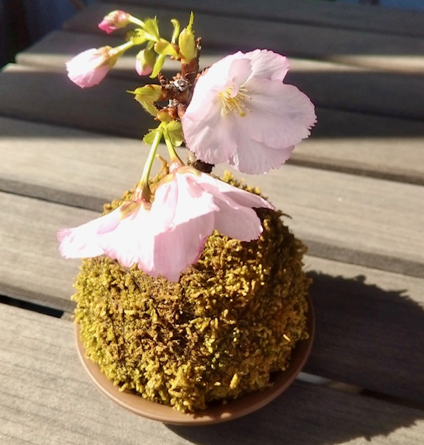 可愛らしい桜の苔玉
