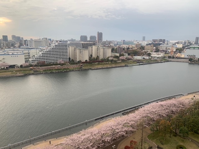 桜並木と雲の間から差し込む朝陽「気持ちを前向きに」