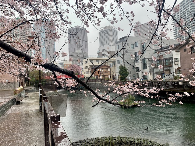 雨で散り始めてしまいました