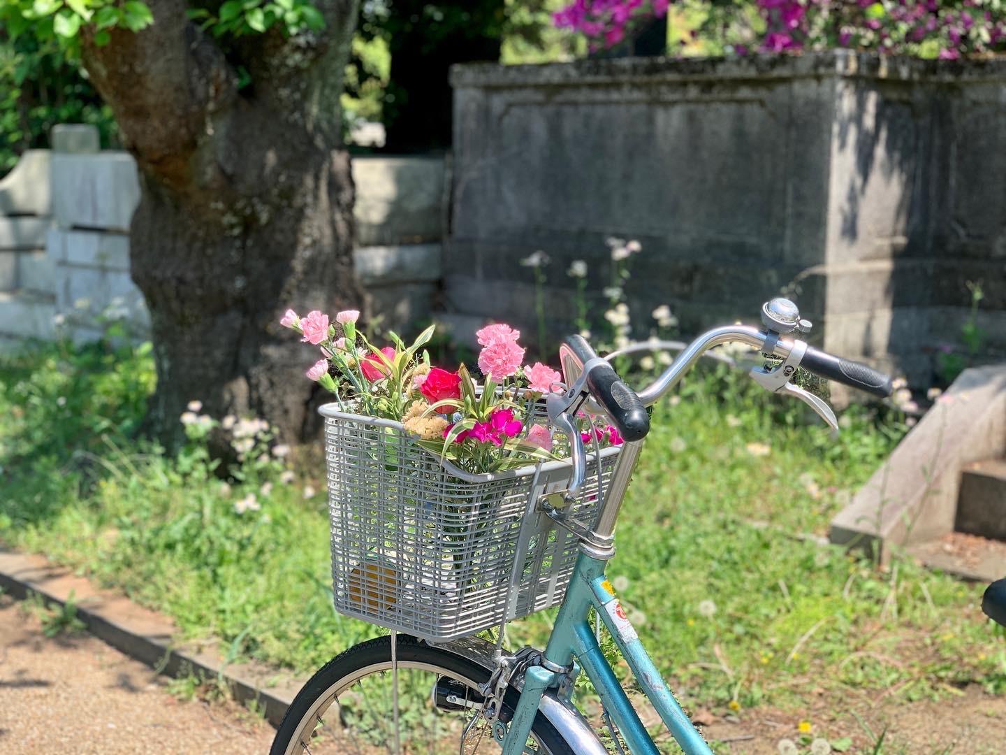 レンタサイクルで青山墓地へお墓参り