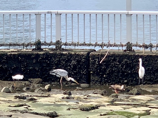 水辺で遊ぶ鳥たち