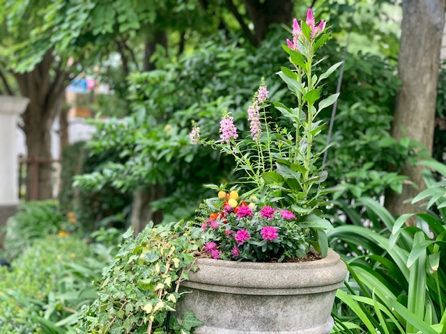 イングリッシュガーデン秋の寄せ植え