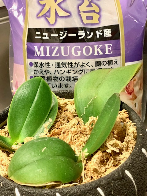 蘭も植え替え完了