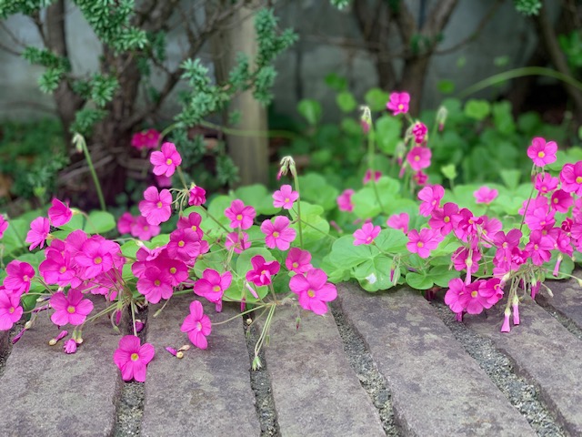 たまにはゆっくりのんびり日曜日