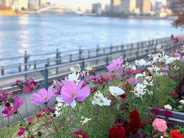 朝の散歩は気持ちの余裕に