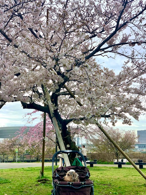 大きな桜とちっちゃいまーちゃん