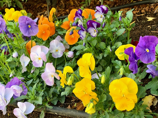 イングリッシュガーデンは春の花盛り