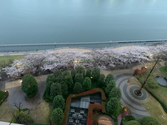 雨の中桜が満開「心が平安・平穏」