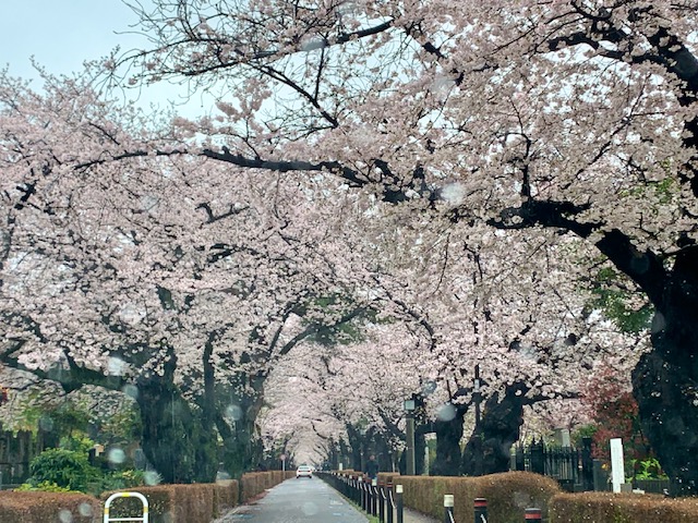 雨の中の青山墓地