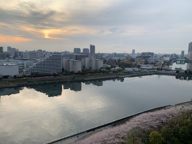 まだまだ綺麗な桜並木「最後まで聞く」