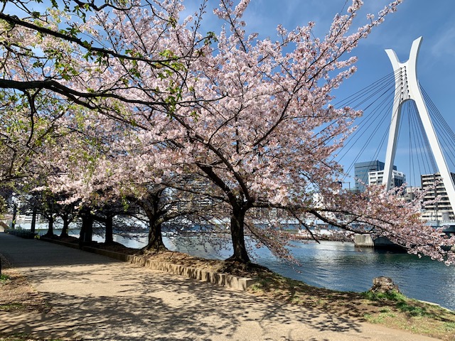 リバーシティはまだまだ桜