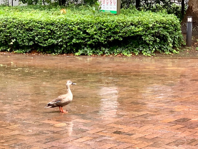 雨でも楽しい都会のオアシス