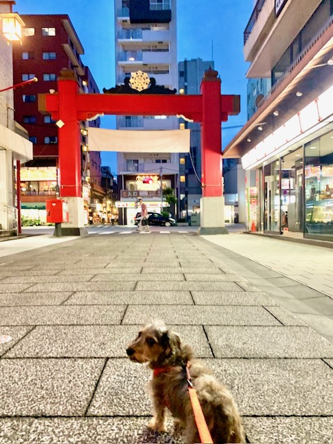 まーちゃんの渋いお散歩コース