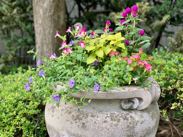 イングリッシュガーデン秋の小花