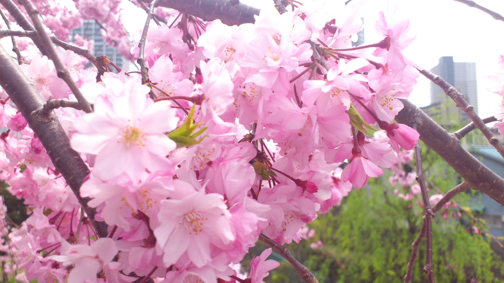 桜の開花発表の基準は