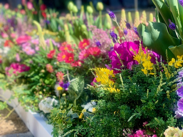 麻布台ヒルズ春の花が満開です